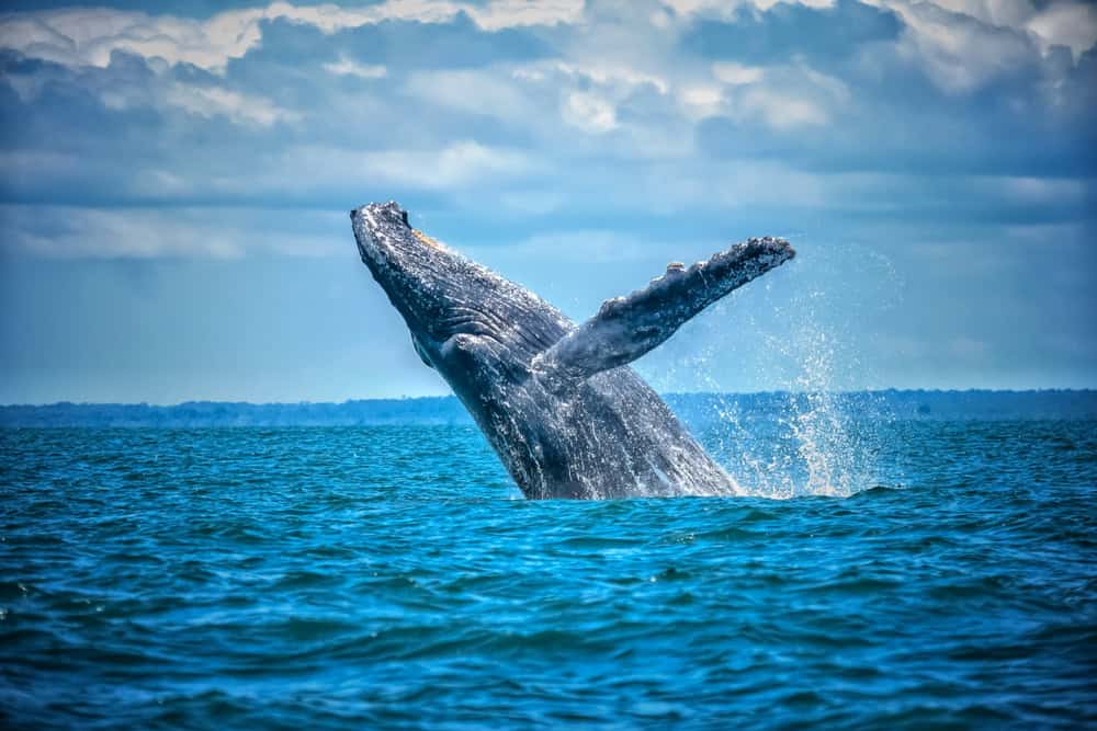 Ballena-Yubarta-pacifico-colombiano.-Humpback-whale-in-the-Colombian-Pacific