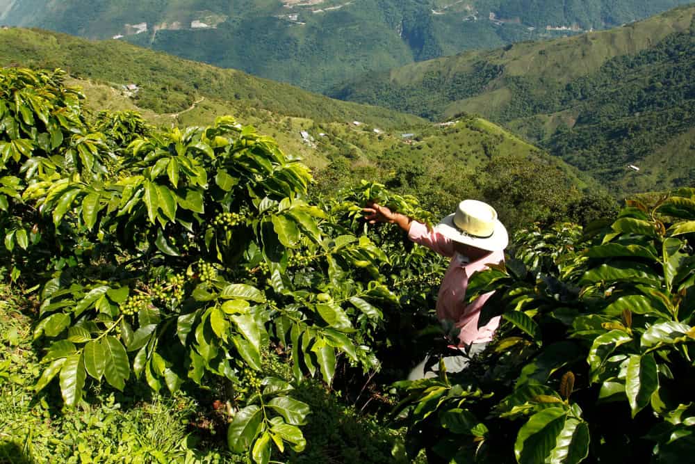 Coltivatore-di-caffe-nei-campi-della-Colombia