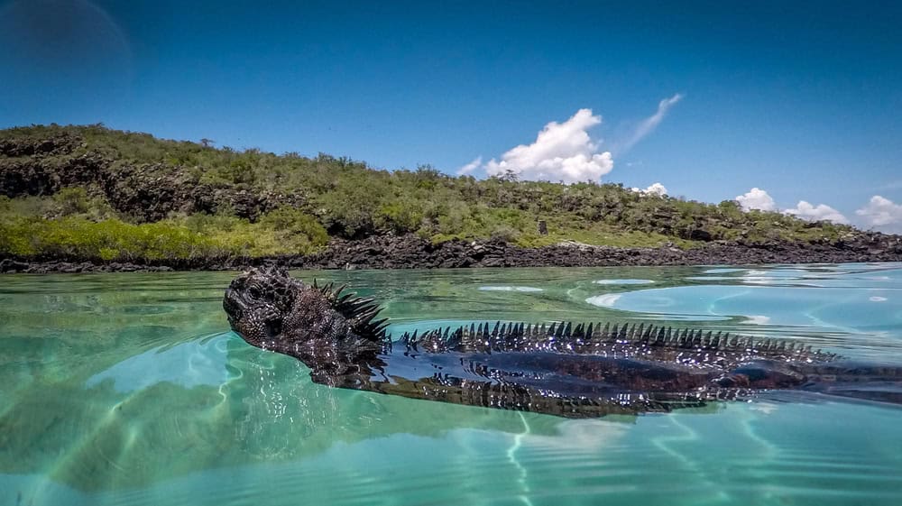 Galapagos in Viaggio-snorkeling-iguana