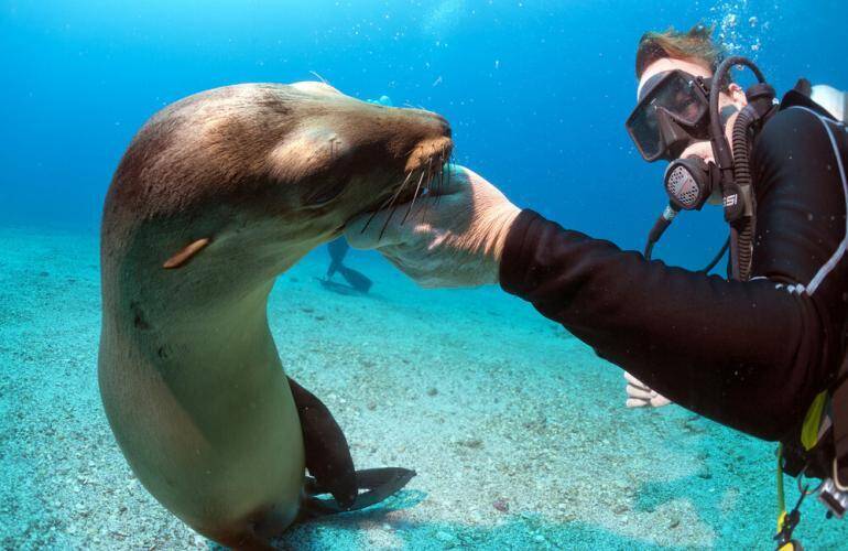 Immersioni-alle-Galapagos-tutto-quello-da-sapere_leone-di-mare-con-sub