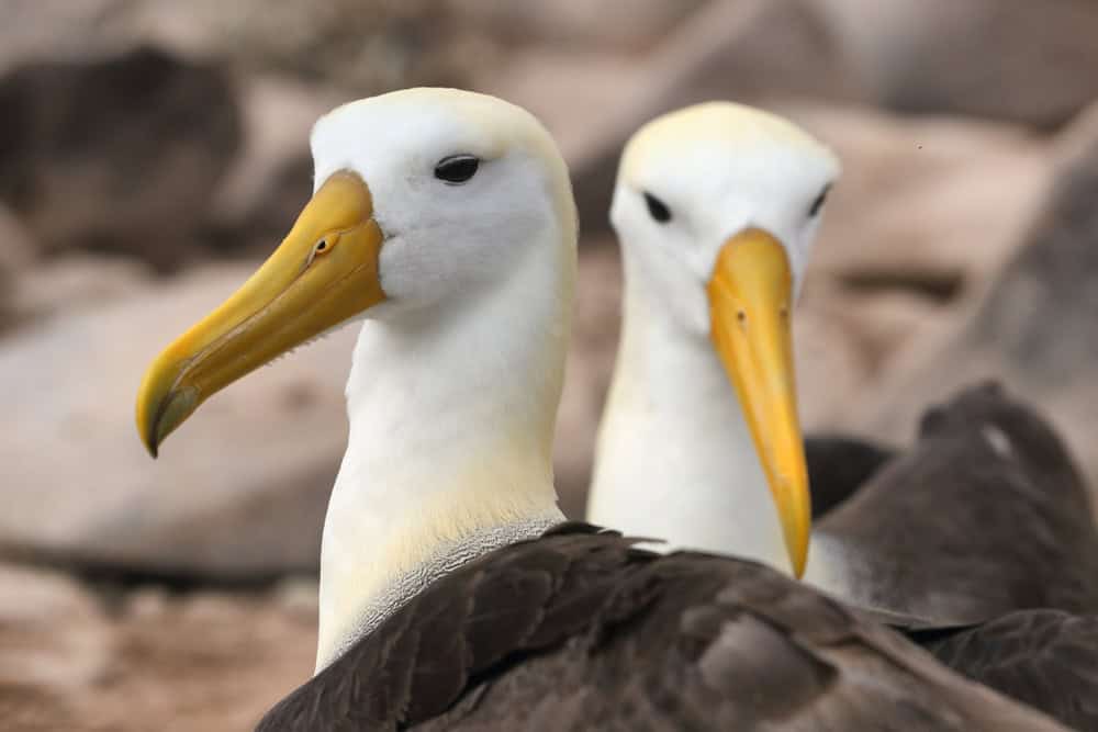 Galapagos in crociera-albatross