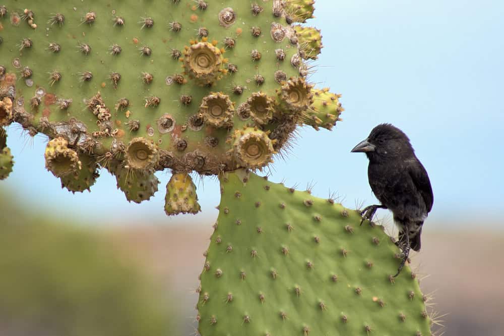 Black,Darwin-finch,Sitting,On,A,Prickly-pear,,Galapagos