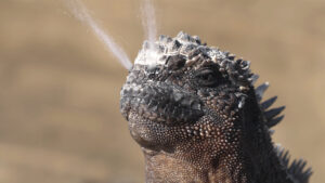 Galapagos-Marine-Iguana-Sneezing-excreting-salt-and-water-by-nose-funny-animals