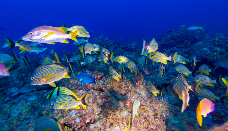 La barriera corallina