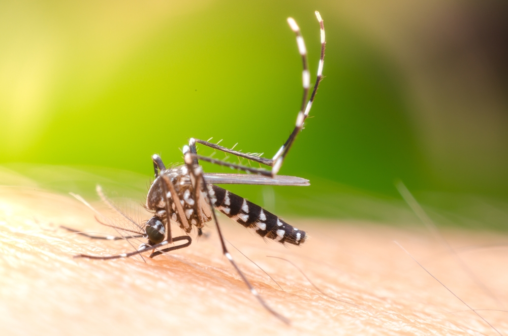 Aedes aegypti mosquito sucks human blood