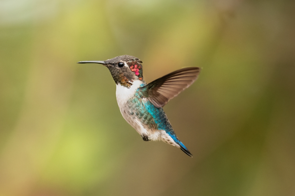 Bee-hummingbird-in-flight-Mellisuga-helenae-with-dark-green-backgound-at-Playa-Larga-Cuba