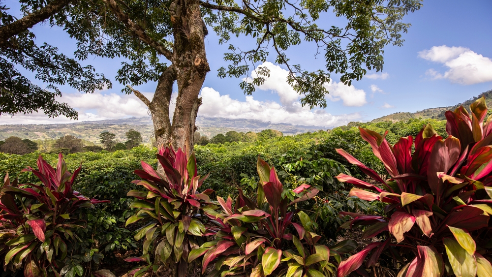 Coffee plantation bordered by succulents, Orosi Valley, Costa Rica