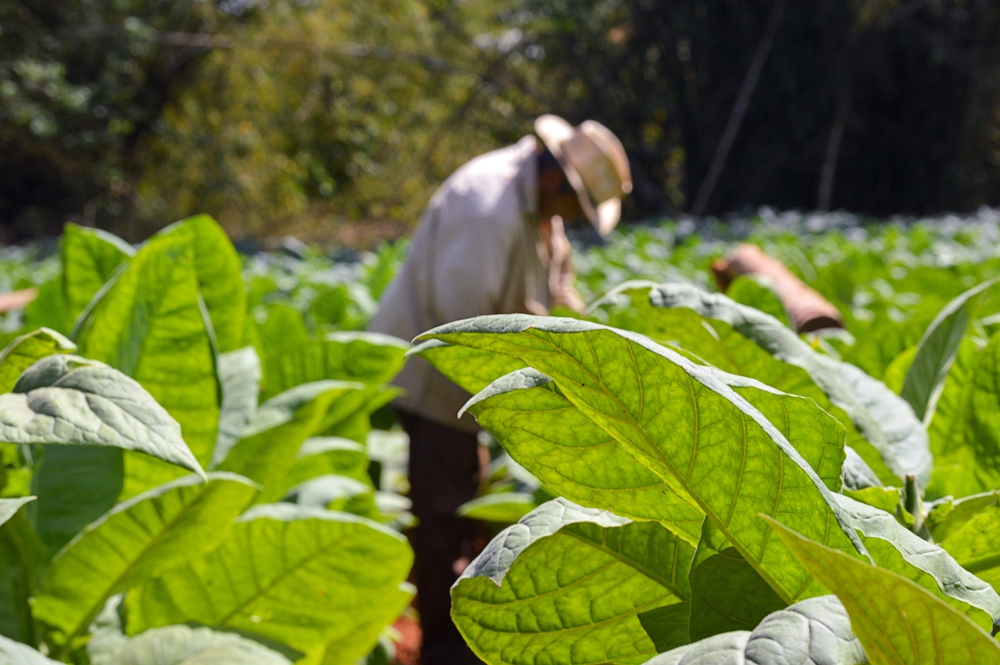 Cuban-farmer-working-in-a-tobacco-field-in-Vinales-Cuba