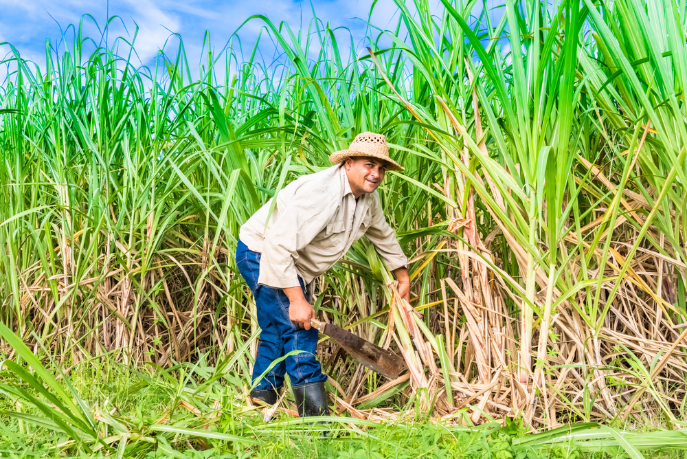 Cuban-field-farmer-on-the-sugarcane-field-during-the-harvest-in-Santa-Clara-Cuba