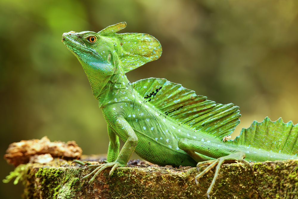 Male plumed basilisk (Basiliscus plumifrons) sitting on a stump, Costa Rica