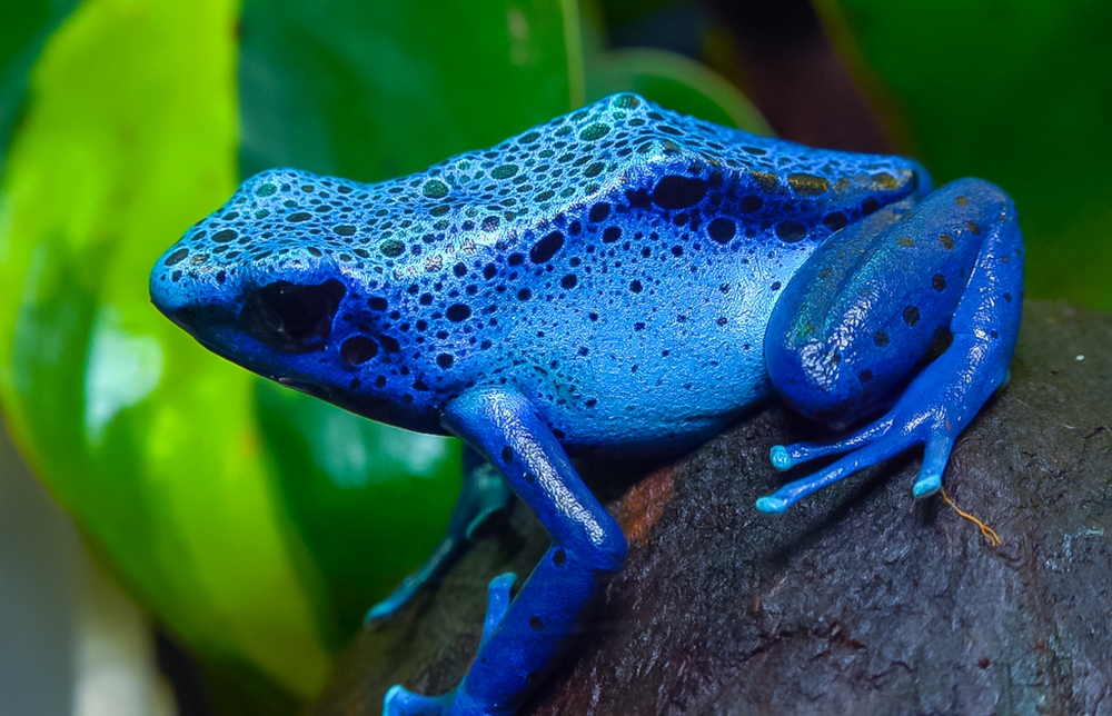 The blue poison dart frog or blue poison arrow frog (Dendrobates tinctorius, Dendrobates azureus