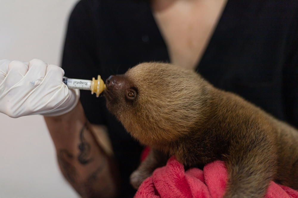 Young white female veterinarian with tattoos caring and feeding rescued sloth bear in a wildlife refuge in the tropical forest of Costa Rica