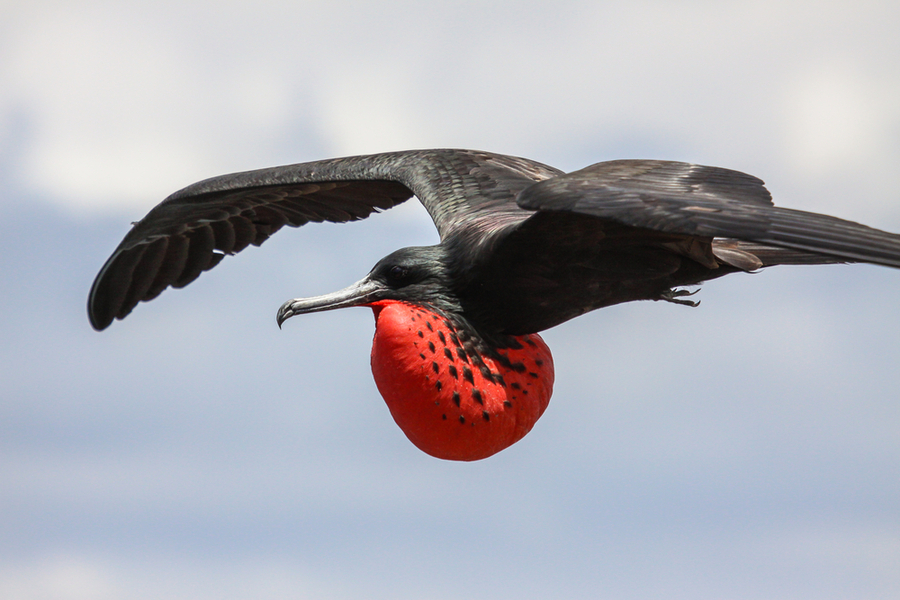 fregata-in-volo, galapagos