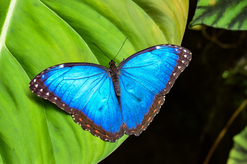 The Blue Morpho Butterfly (Morpho Peleides)