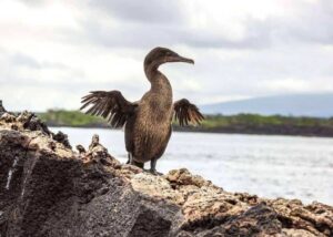 Cormorano attero