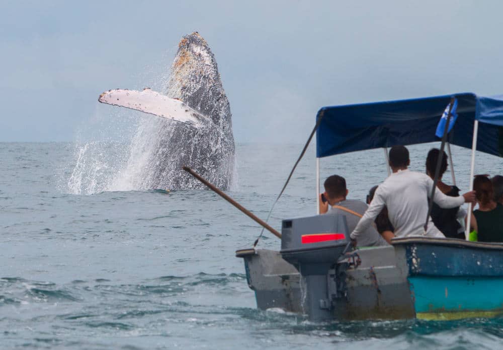 a-humpback-whale-jumps-out-of-the-water-off-the-coast-of-Nuqui-in-Colombia