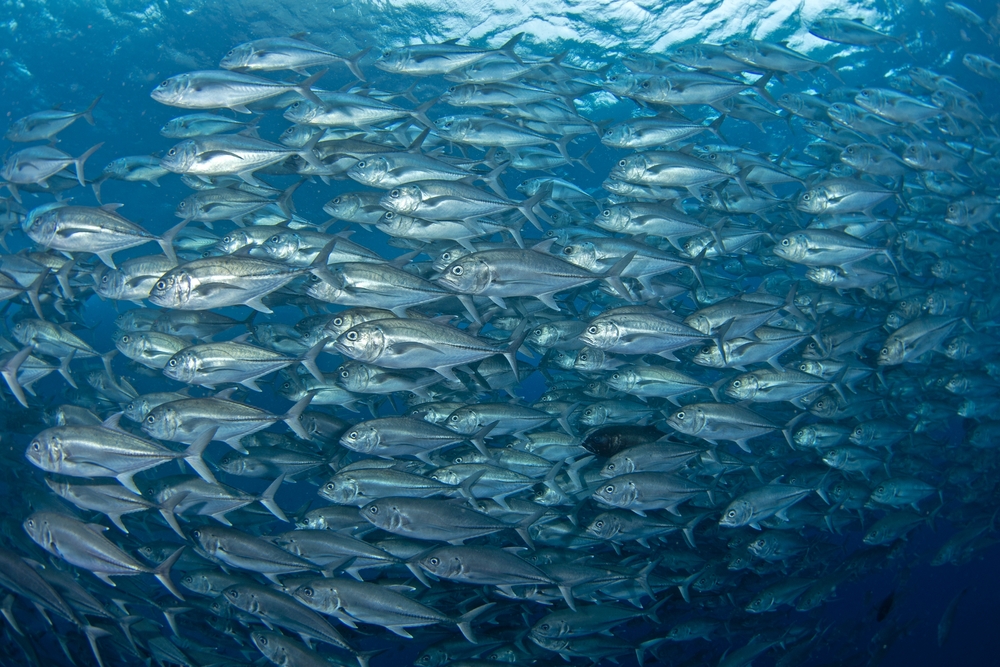 Bandi pesci, isola Malpelo