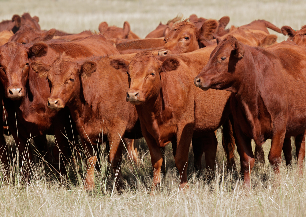 Bovini angus rossi allevati al pascolo, Argentina