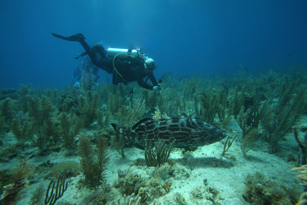 Cuba Diving jardines de la reina