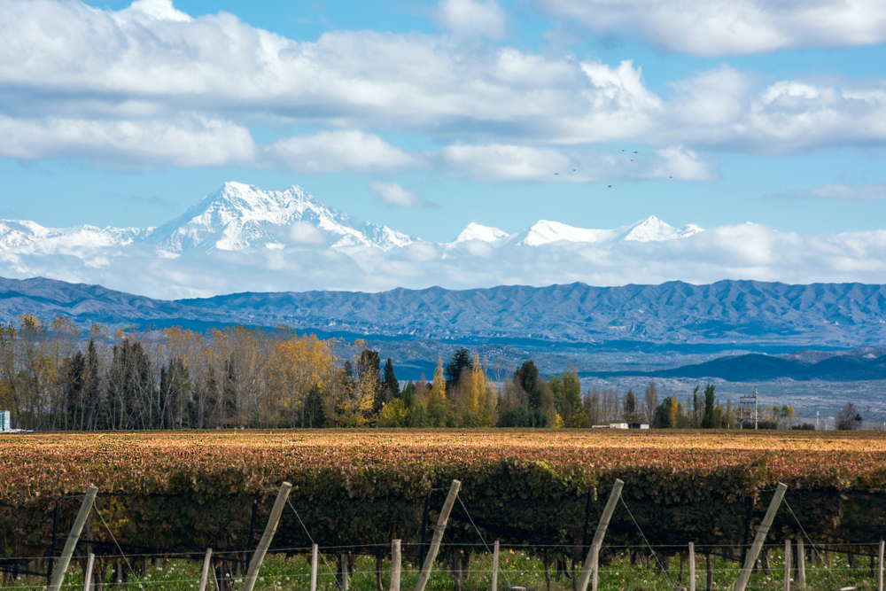 Early morning in the late autumn: Volcano Aconcagua Cordillera and Vineyard.