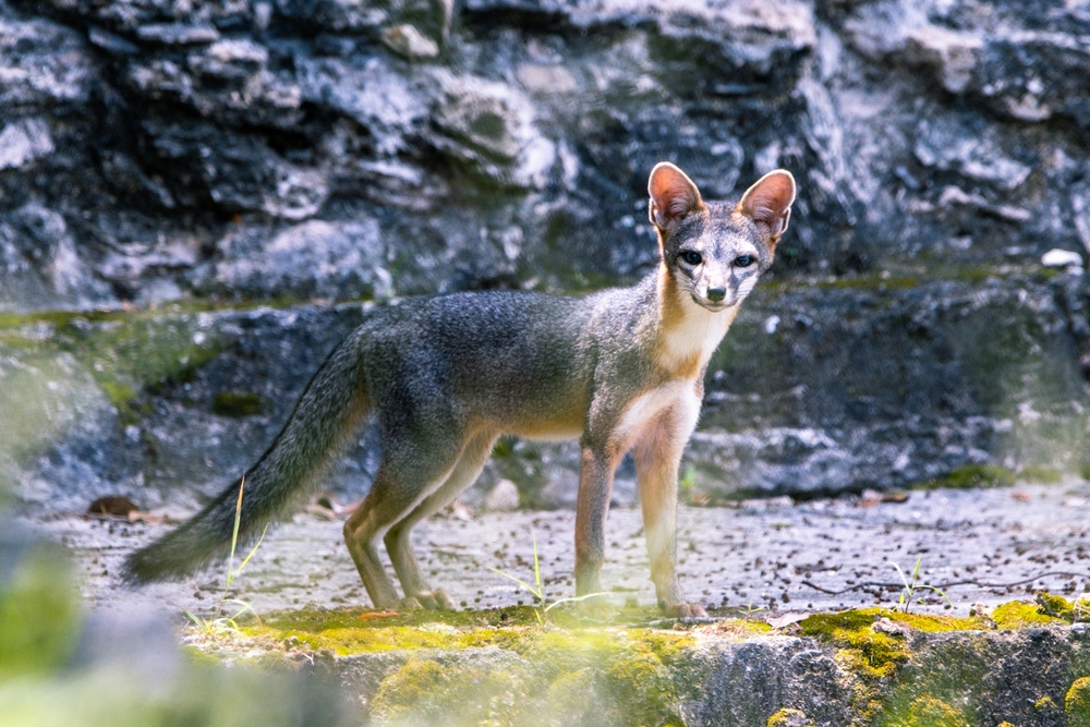 Gray-fox-Urocyon-cinereoargenteus-in-Tikal-National-Park-Guatemala