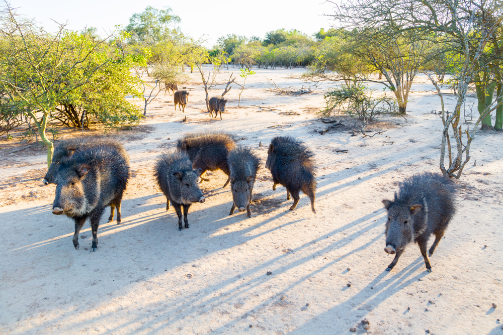 Group of Chacoan peccary Gran Chaco