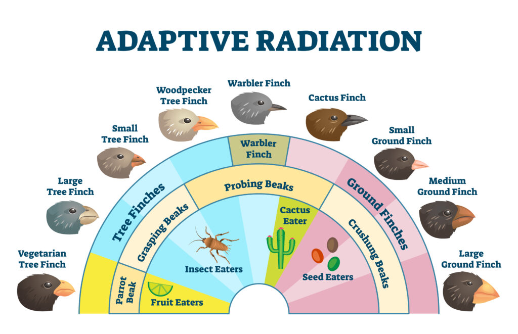 Illustrazione vettoriale di radiazione adattiva dei fringuelli alle Galapagos