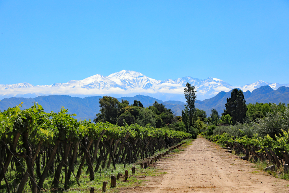 Le-belle-montagne-innevate-delle-Ande-e-vigneti-che-coltivano-uva-malbec-nel-paese-vinicolo-di-Mendoza