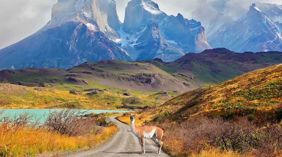 Los-Cuernos-sopra-il-lago-Pehoe.-Strada-sterrata-con-guanaco_PN-Torri-del-Paine-2-1