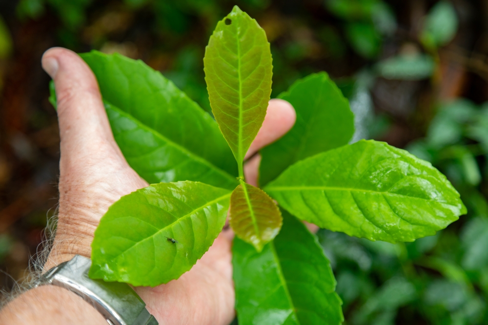 
Native-yerba-mate-tree-Ilex-paraguariensis-in-organic-cultivation