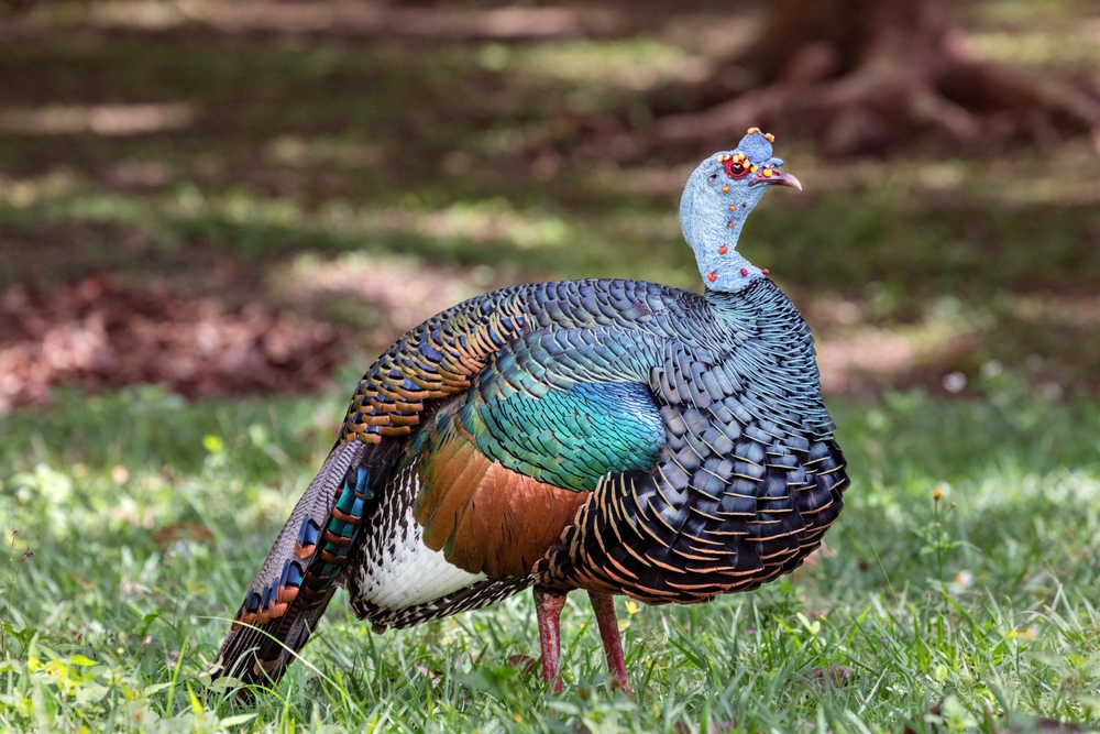 Ocellated-Turkey-Meleagris-ocellata-Tikal-Guatemala