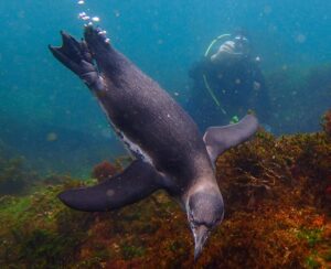 Pinguini delle Galapagos: Scopri un Animale Speciale