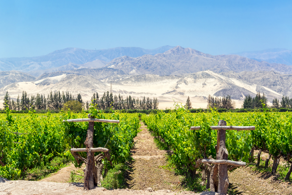 Vigneto verdeggiante per la produzione di pisco a Ica, Perù con colline coperte di sabbia secca sullo sfondo