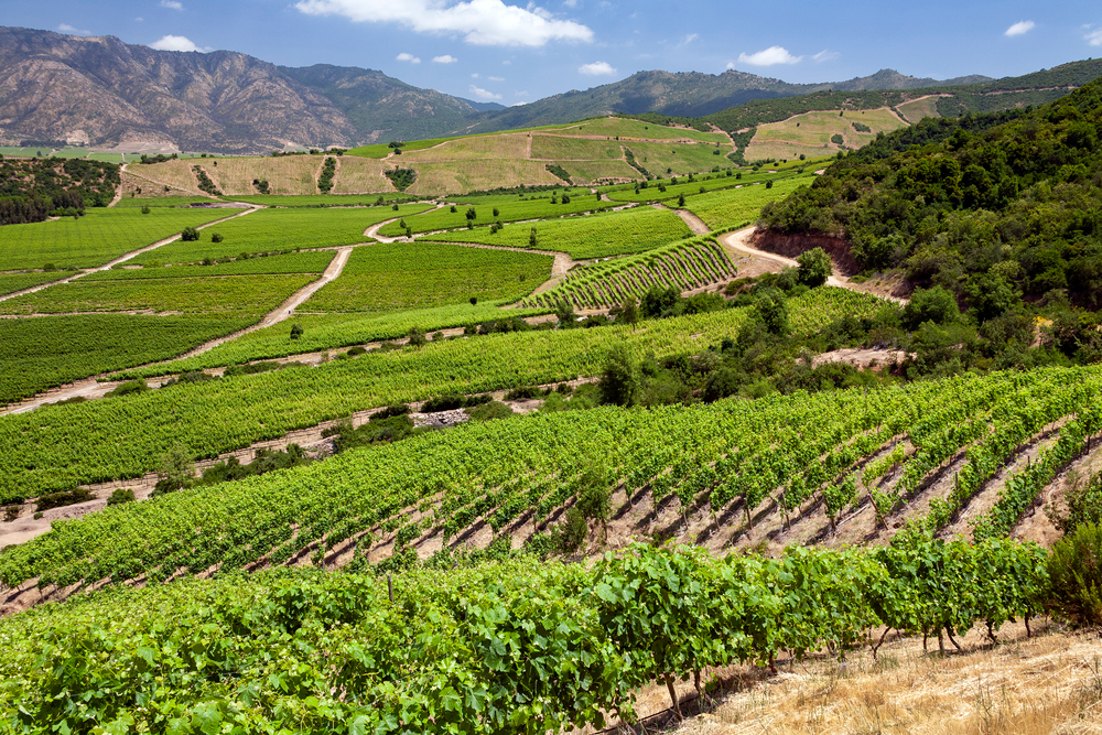 Vineyards producing Chilean wine near Santa Cruz in the Colchagua Valley in central Chile