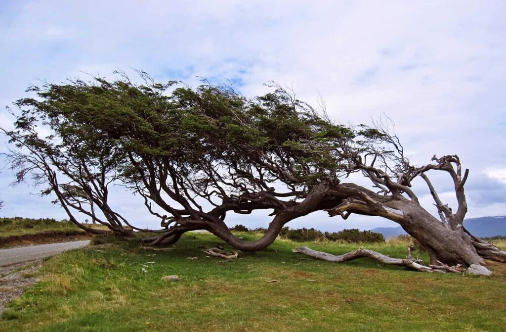 Wind-Shaped-Tree-or-Windswept-Tree-of-Tierra-del-Fuego-in-Ushuaia-Patagonia-Argentin