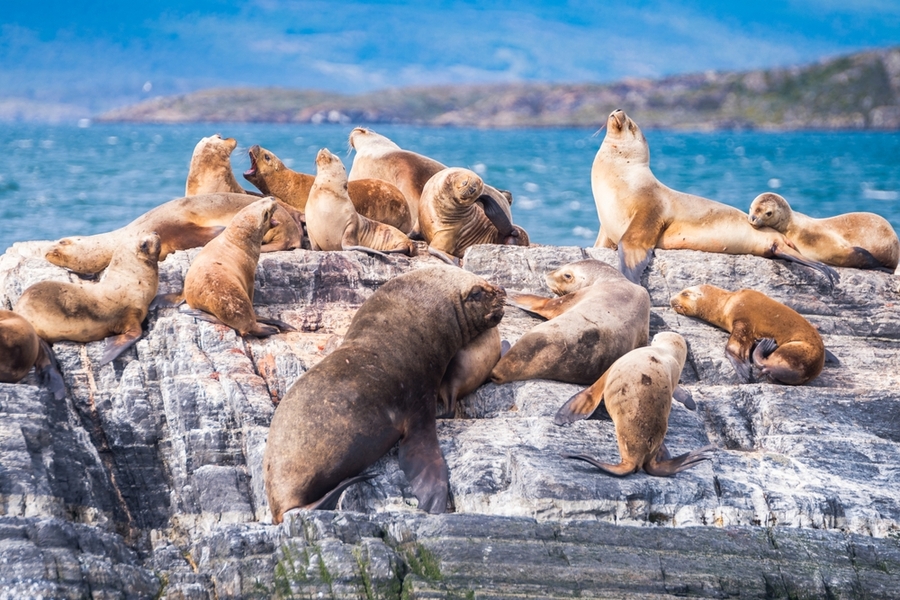 sea-lions-are-resting-in-beagle-channel-ushuaia