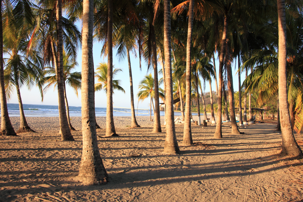 Palms-by-the-Pacific-shore-Samara-Costa-Rica