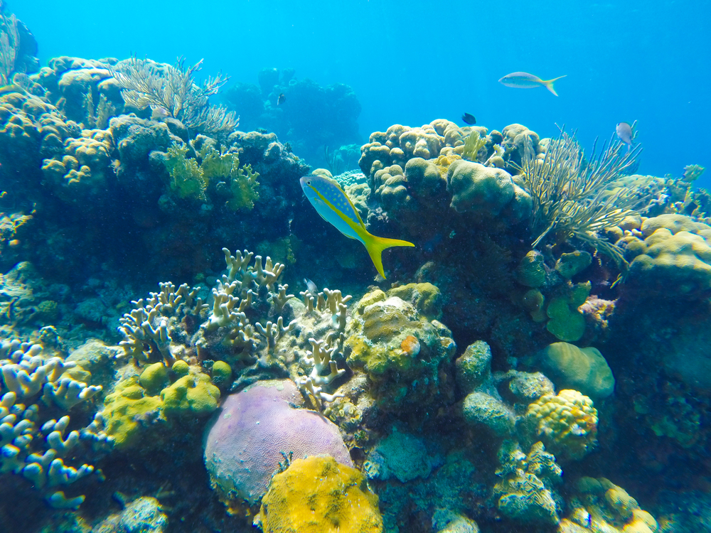 Scuba-Diving-in-the-Bay-of-Pigs-in-Cuba.