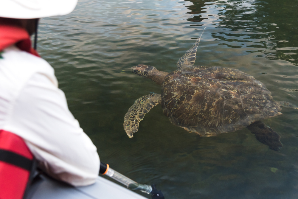 Turista con tartaruga, Black Turtle Cove, Santa Cruz