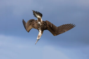 sula in picchiata-Black Turtle Cove-Santa Cruz-Galapagos