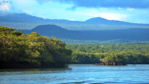 Mangrovie-Black Turtle Cove-Santa Cruz-Galapagos