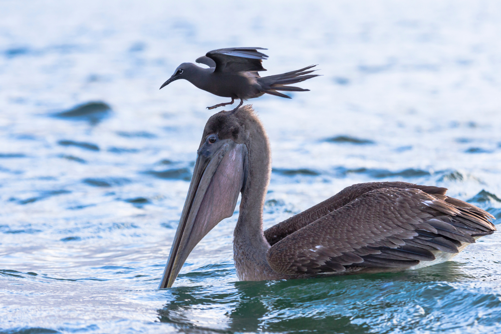 Pellicano-Black Turtle Cove-Santa Cruz-Galapagos