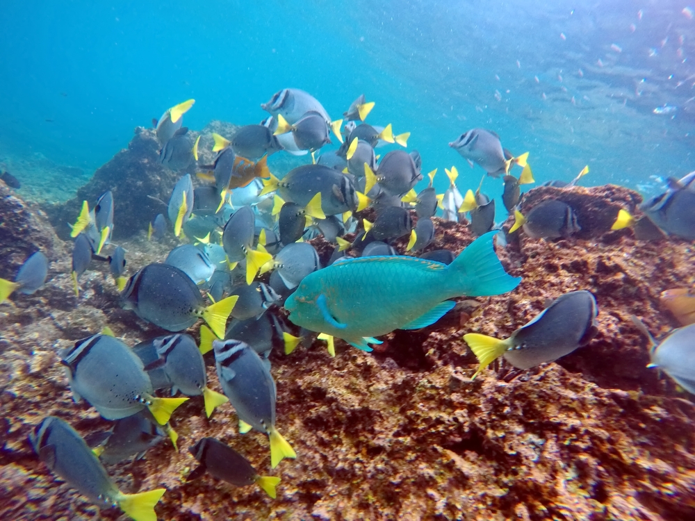 Pesce pappagallo e pesci chirurgo isla di Rabida, Galapagos