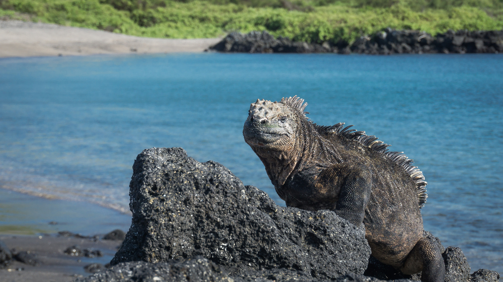 Urbina Bay, Isla Isabela, Galapagos. Ecuador