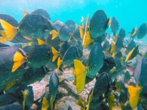 banco pesci chirurgo galapagos